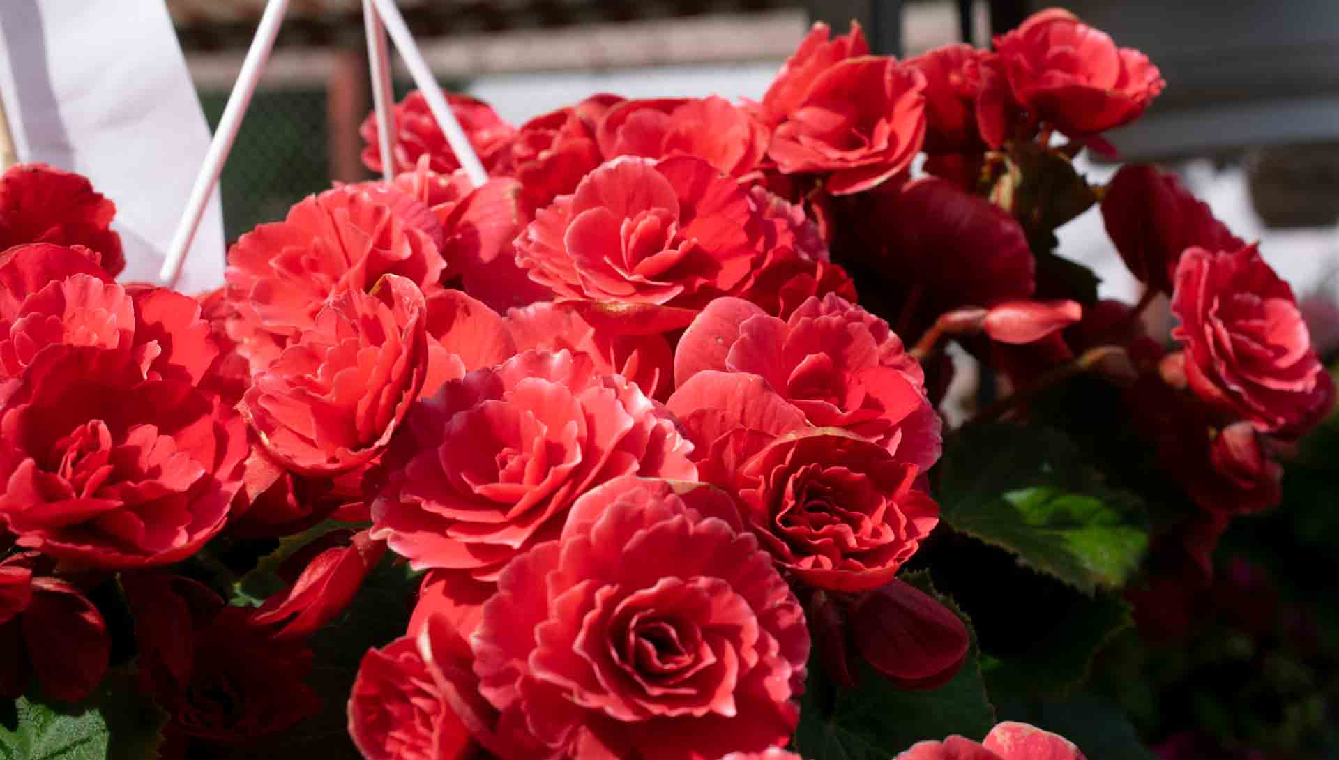 Kukkakauppa Rosé Kukkakauppa ja puutarhamyymälä Korsossa, Vantaa